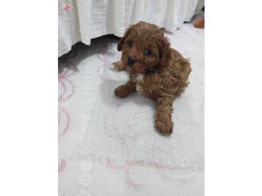 Sevimli bir toy poodle 