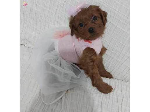 Koyu renk toy poodle