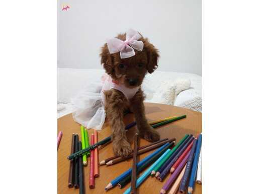 Küçük prenses (koyu renk toy poodle)