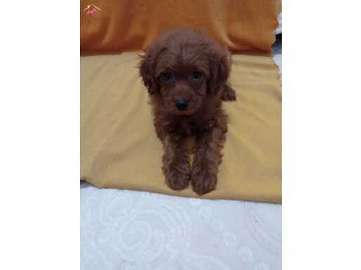 Toy poodle yavru 