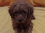 Toy poodle yavru 