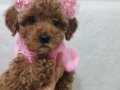 Toy poodle sevimli bir bebek 