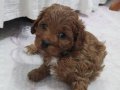 Sevimli bir toy poodle 