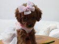 Küçük prenses (koyu renk toy poodle)