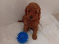 Kızıl Dokulu Antialerjik Toy Poodle Küçük Irk 