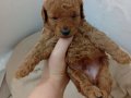 Kızıl Dokulu Antialerjik Toy Poodle Küçük Irk 