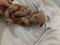 Kızıl Dokulu Antialerjik Toy Poodle Küçük Irk 