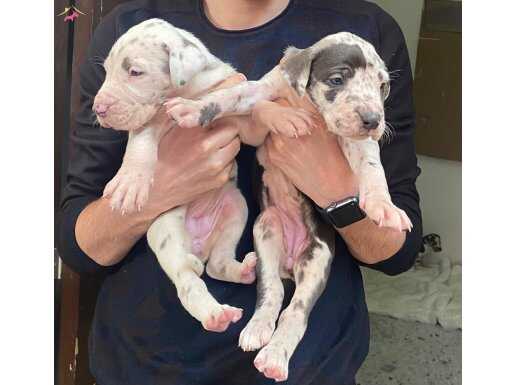 DEVASA BİR KÖPEK Mİ İSTİYORSUNUZ ORJİNAL YAVRU DANUALAR