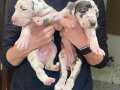 DEVASA BİR KÖPEK Mİ İSTİYORSUNUZ ORJİNAL YAVRU DANUALAR