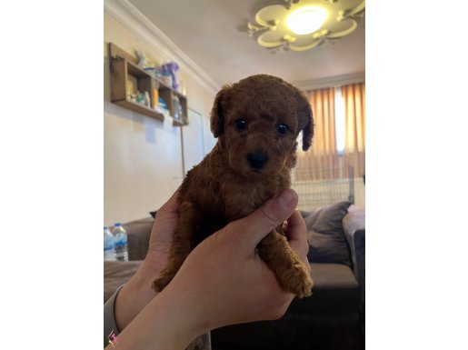 2 Erkek Toy poodle 
