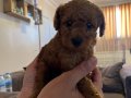 2 Erkek Toy poodle 