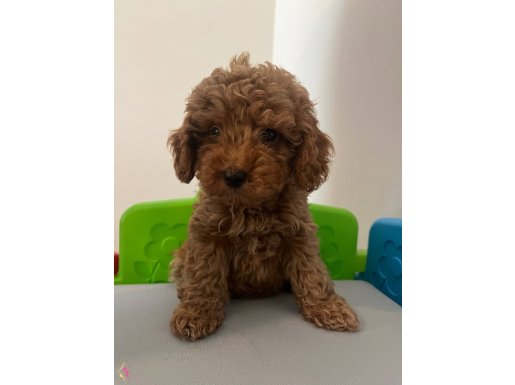 Yavru dişi toy poodle