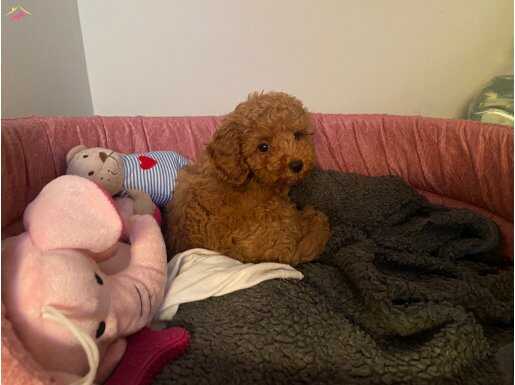 0 Beden Has Irk Toy Poodle