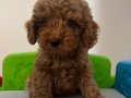 Yavru dişi toy poodle