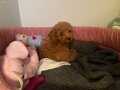 0 Beden Has Irk Toy Poodle