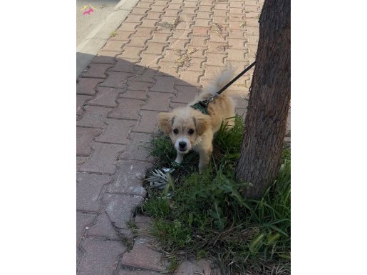 Oyuncu maltiboo max