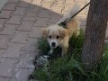 Oyuncu maltiboo max