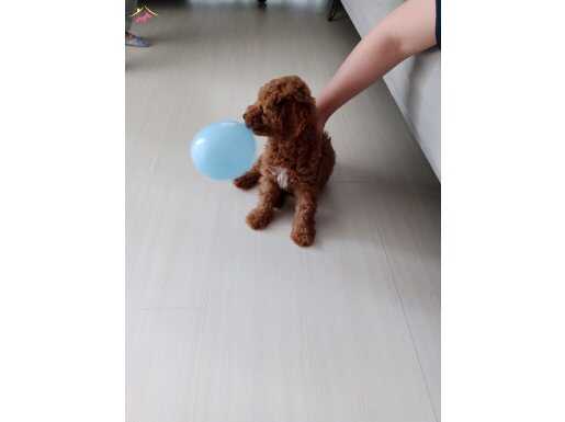 Safkan dişi toy poodle 3 aylık 