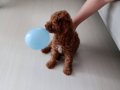 Safkan dişi toy poodle 3 aylık 