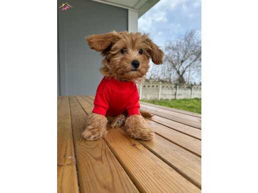 TOP POODLE