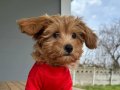 TOP POODLE