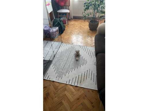 Beyaz toy Poddle çok tatlı sevilmeyi çok seviyor 