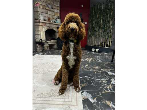 Kusursuz Giant (dev) Poodle 