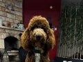 Kusursuz Giant (dev) Poodle 