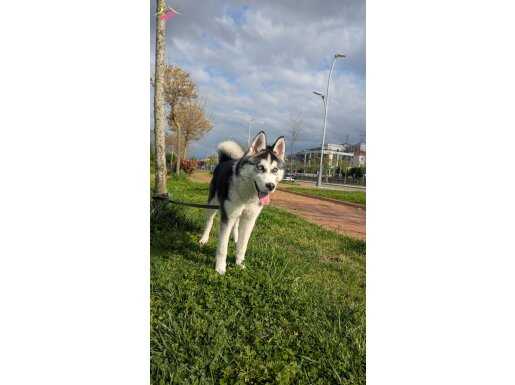 İsmine duyarlı egitimli