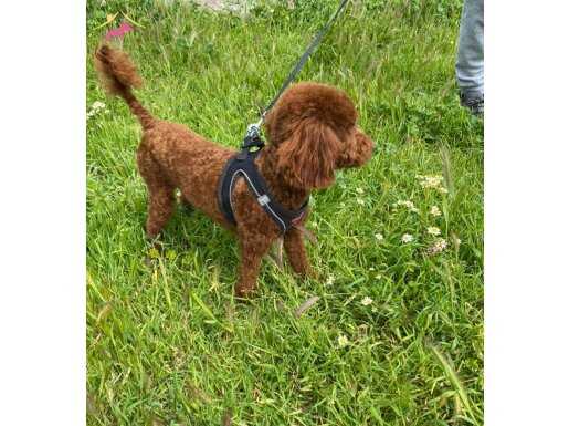 9 aylık erkek poodle 