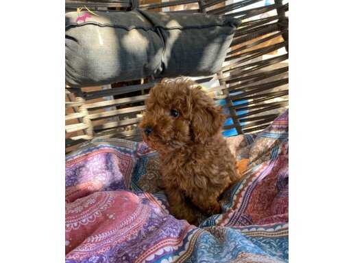 Koyu Renk Poodle Erkek