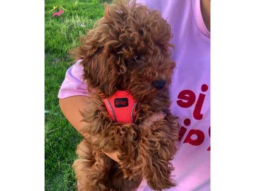Toy Poodle Koyu renk