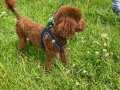 9 aylık erkek poodle 