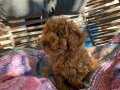 Koyu Renk Poodle Erkek