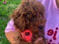 Toy Poodle Koyu renk