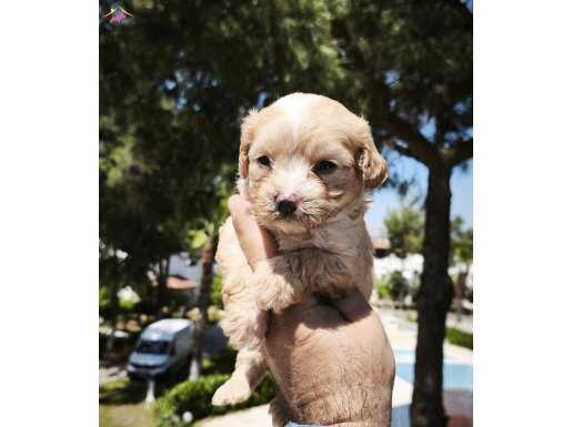 MALTIPOO BEBEKLER