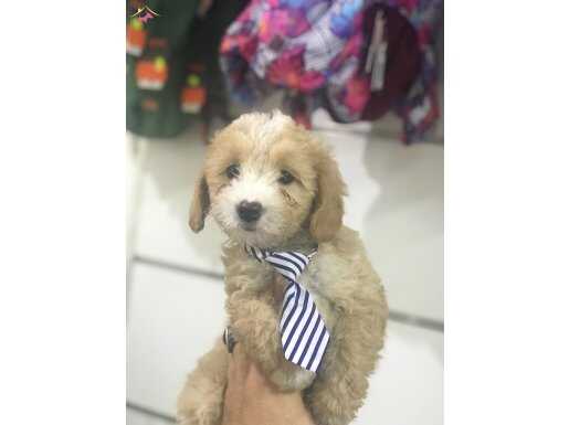 YAKIŞIKLI MALTİPOO BEBEKLER 