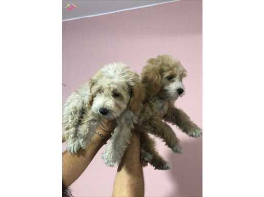 MALTİPOO BEBEKLER 