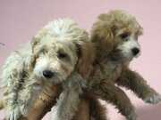 MALTİPOO BEBEKLER 
