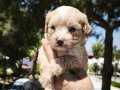 MALTIPOO BEBEKLER