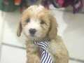 SON 2 YAVRU MALTİPOO 