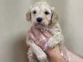 Şirin Maltipoo yavrumuz 
