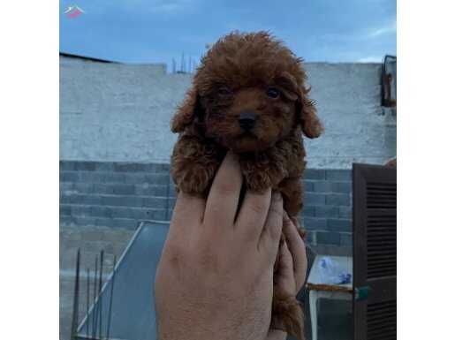 Orjinal poodle kilo garantili