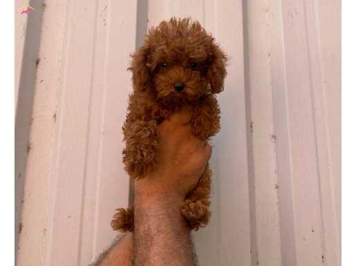 Orjinal ırk kilo ve sağlık garantili toy poodle