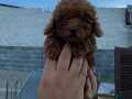 Orjinal poodle kilo garantili