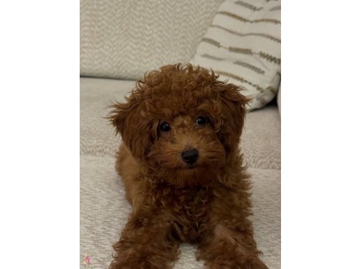 Eğitimli toy poodle yavru 4.5 aylık 