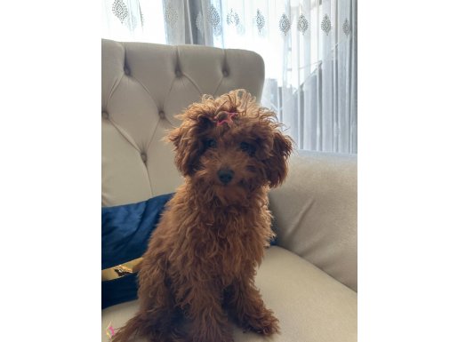 Egitimli toy poodle yavru 
