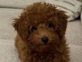 Eğitimli toy poodle yavru 4.5 aylık 
