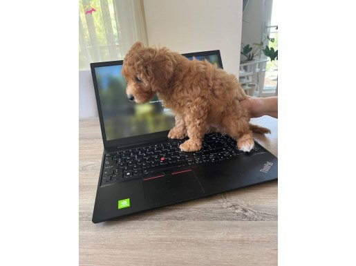 Ben Evde Doğmuş Çok Tatlı Toy Poodle Bir Kızım