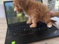 Ben Evde Doğmuş Çok Tatlı Toy Poodle Bir Kızım